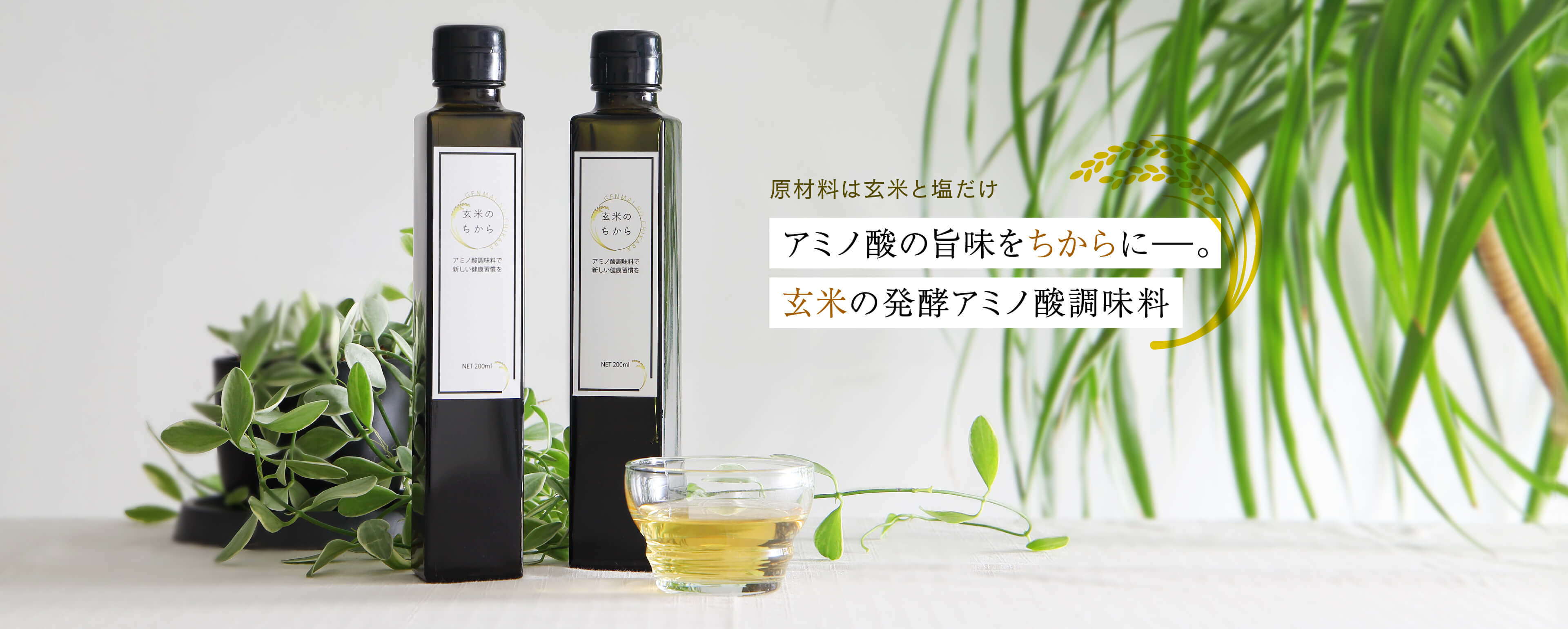 玄米のちから
